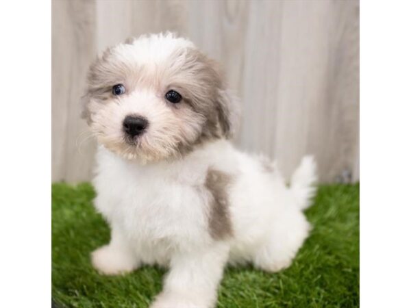 Cotonpoo DOG Female White 28847 Petland Frisco, Texas