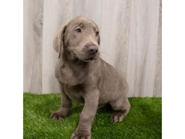 Labrador Retriever DOG Male Silver 28844 Petland Frisco, Texas