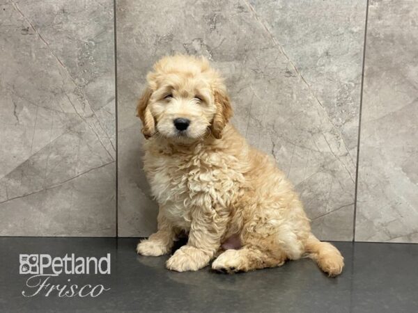 Goldendoodle Mini-DOG-Male-GOLDEN-28870-Petland Frisco, Texas