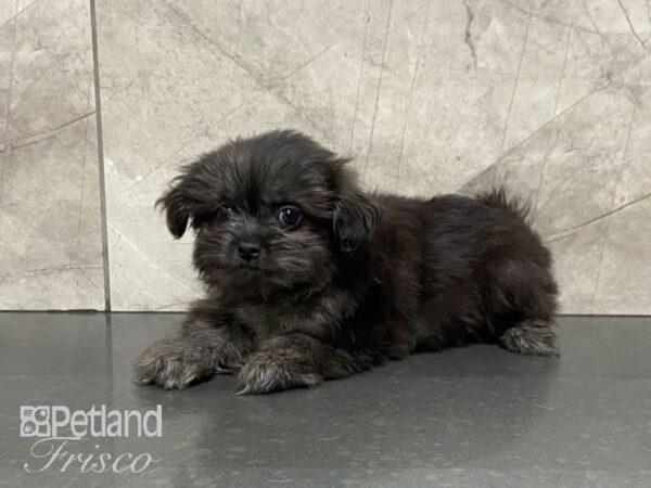 Shiranian-DOG-Female-BLK-28869-Petland Frisco & Mckinney, Texas