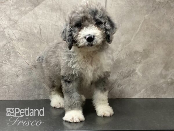 Aussiepoo DOG Male BL MERLE WHT 28867 Petland Frisco, Texas