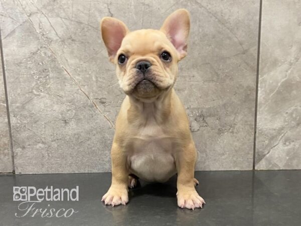 French Bulldog-DOG-Female-Cream-28865-Petland Frisco & Mckinney, Texas