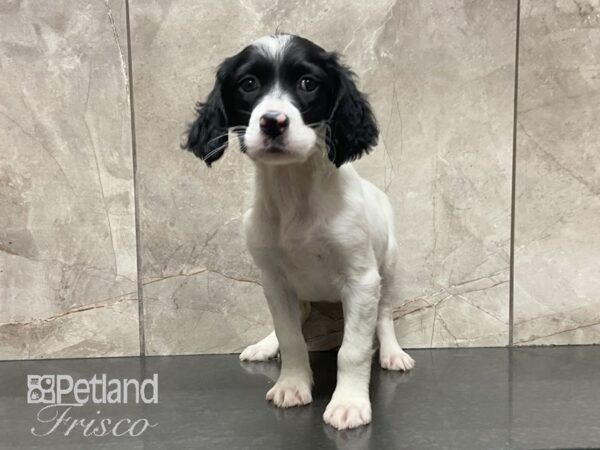 English Setter DOG Female Wht & Blk 28857 Petland Frisco, Texas