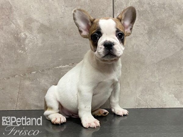 French Bulldog-DOG-Male-TAN & WHT-28855-Petland Frisco & Mckinney, Texas