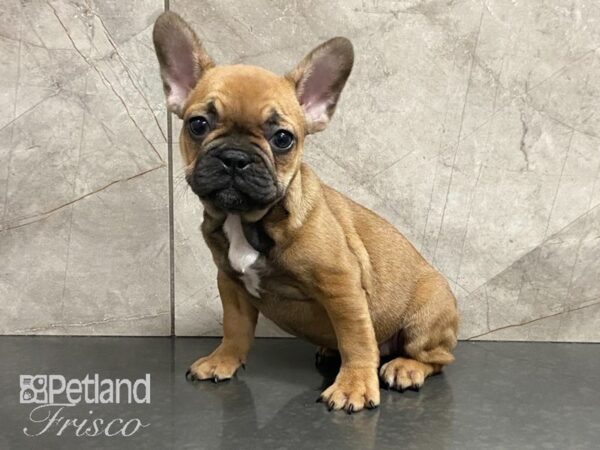 French Bulldog-DOG-Male-Fawn-28854-Petland Frisco & Mckinney, Texas