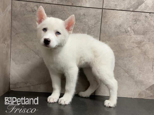 Siberian Husky DOG Female White 28851 Petland Frisco, Texas