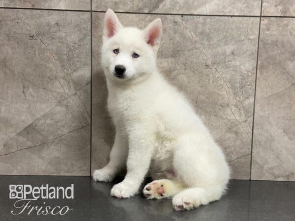 Siberian Husky DOG Male White 28850 Petland Frisco, Texas