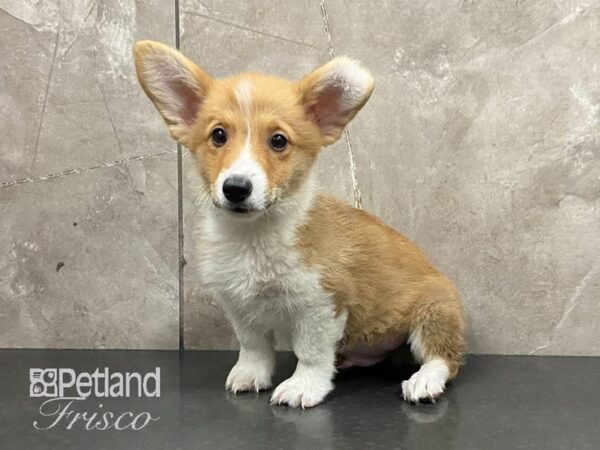 Pembroke Welsh Corgi-DOG-Male-Red & White-28849-Petland Frisco, Texas