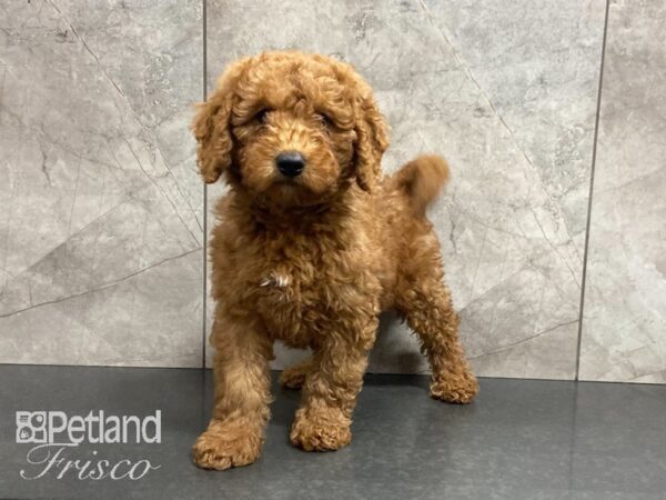 Mini Goldendoodle 2nd Gen DOG Male Golden 28863 Petland Frisco, Texas