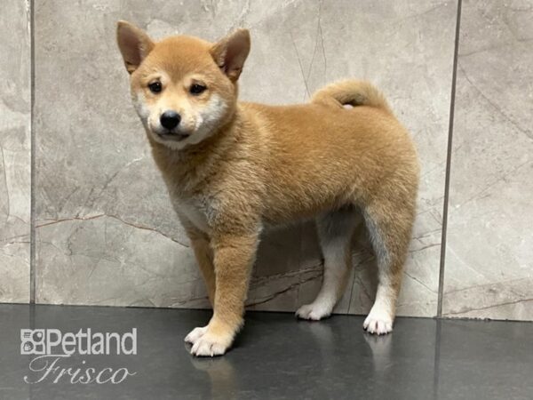 Shiba Inu-DOG-Female-Red-28861-Petland Frisco & Mckinney, Texas