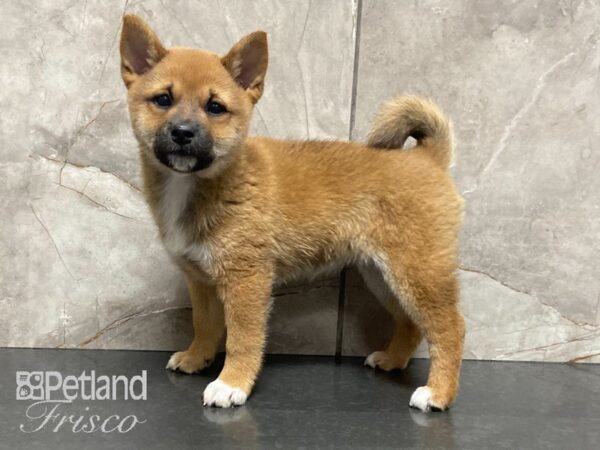 Shiba Inu-DOG-Female-Red-28860-Petland Frisco & Mckinney, Texas