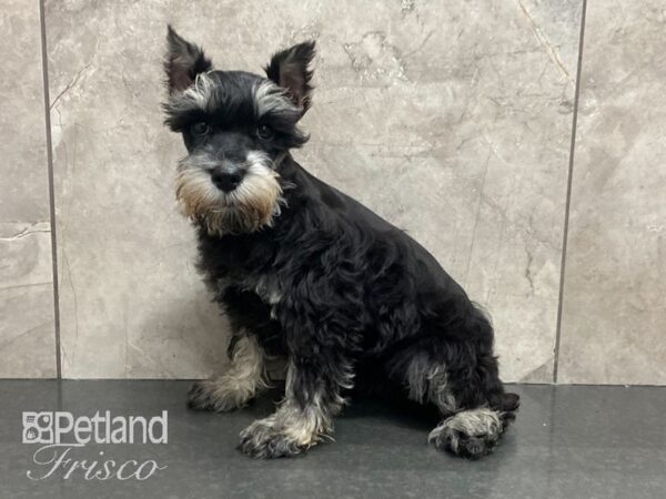 Miniature Schnauzer-DOG-Female-Black and Silver-28859-Petland Frisco & Mckinney, Texas