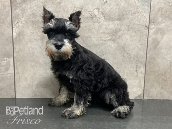 Miniature Schnauzer-DOG-Female-Black and Silver-28859-Petland Frisco, Texas