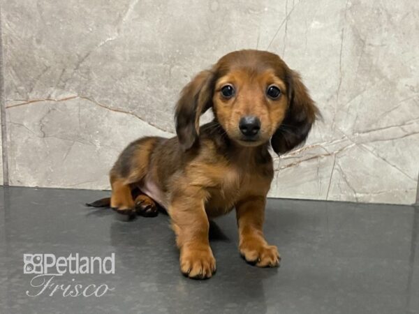 Dachshund DOG Female Wild Boar 28843 Petland Frisco, Texas