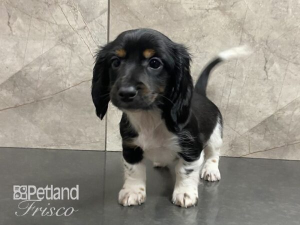 Miniature Dachshund-DOG-Male-Black / Tan-28831-Petland Frisco & Mckinney, Texas