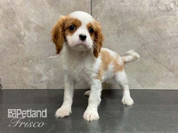Cavalier King Charles Spaniel-DOG-Female-Blenheim-28830-Petland Frisco & Mckinney, Texas