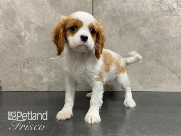 Cavalier King Charles Spaniel-DOG-Female-Blenheim-28830-Petland Frisco, Texas