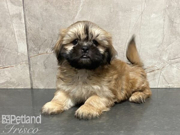 Shih Tzu-DOG-Male-Gold-28829-Petland Frisco & Mckinney, Texas