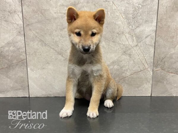 Shiba Inu-DOG-Female-Red Sesame-28827-Petland Frisco & Mckinney, Texas