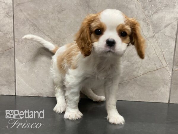 Cavalier King Charles Spaniel-DOG-Male-Blenheim-28819-Petland Frisco & Mckinney, Texas