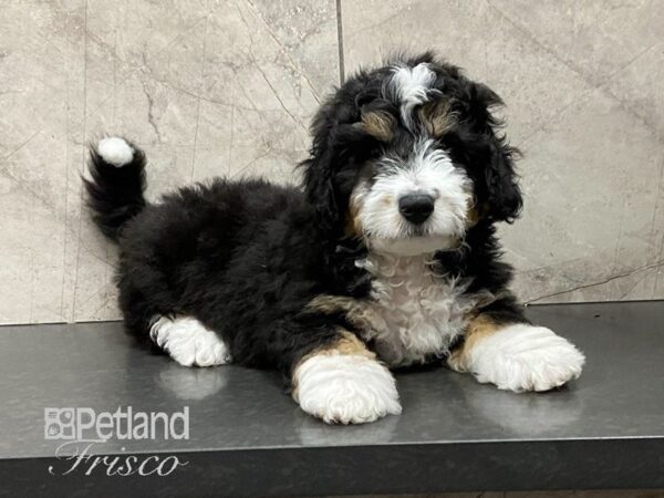 F1B Mini Bernedoodle DOG Male TRI 28871 Petland Frisco, Texas