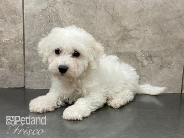 Bichon Frise DOG Male White 28862 Petland Frisco, Texas