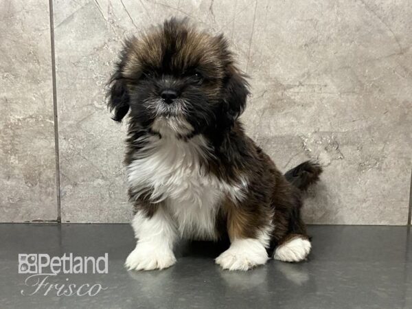 Lhasa Apso-DOG-Female-Red Gold-28858-Petland Frisco & Mckinney, Texas