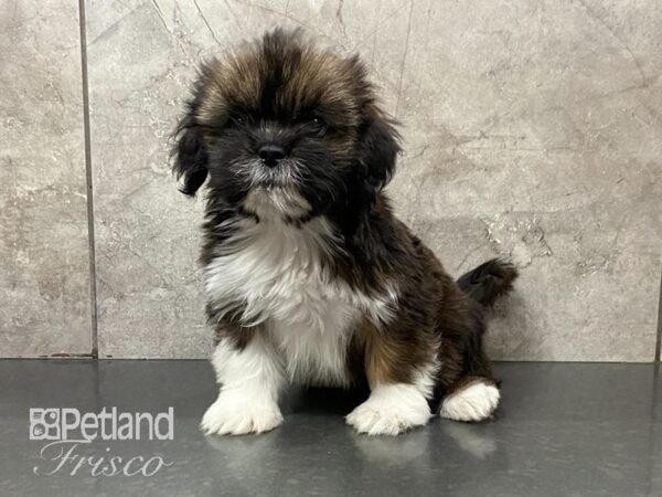 Lhasa Apso DOG Female Red Gold 28858 Petland Frisco, Texas