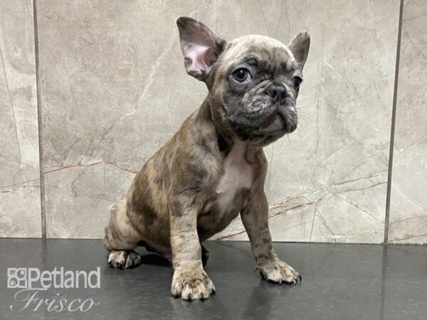 French Bulldog-DOG-Male-Merle-28856-Petland Frisco & Mckinney, Texas