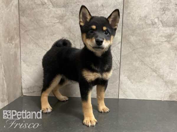 Shiba Inu-DOG-Male-Blk & Tan-28848-Petland Frisco & Mckinney, Texas