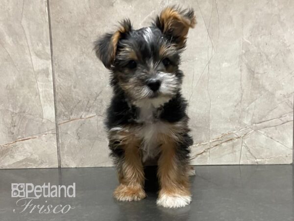 Yorkshire Terrier-DOG-Male-Black / Tan-28836-Petland Frisco & Mckinney, Texas