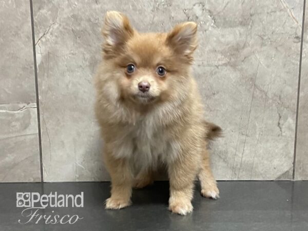 Pomeranian-DOG-Male-Cream Sable-28823-Petland Frisco, Texas