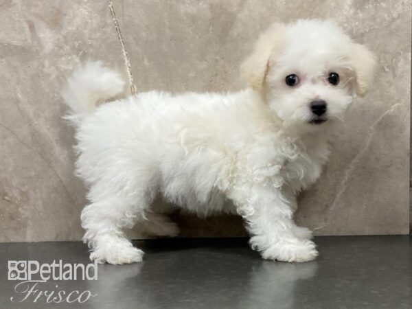 Bichon Frise-DOG-Female-White-28817-Petland Frisco & Mckinney, Texas
