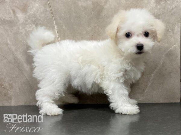 Bichon Frise DOG Female White 28817 Petland Frisco, Texas