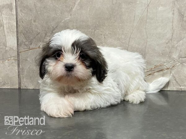 Teddy Bear-DOG-Male-BROWN WHITE-28881-Petland Frisco, Texas