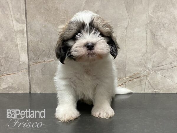 Teddy Bear-DOG-Male-BROWN WHITE-28880-Petland Frisco, Texas