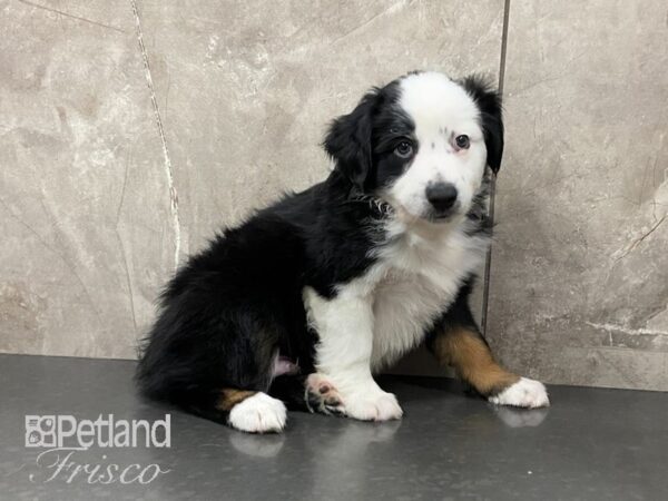 Miniature Australian Shepherd-DOG-Male-RED tri-28878-Petland Frisco & Mckinney, Texas