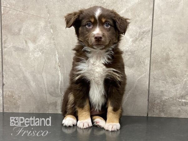 Miniature Australian Shepherd-DOG-Female-red tri-28877-Petland Frisco & Mckinney, Texas