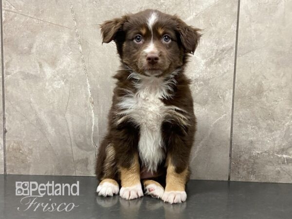 Miniature Australian Shepherd-DOG-Female-red tri-28877-Petland Frisco, Texas