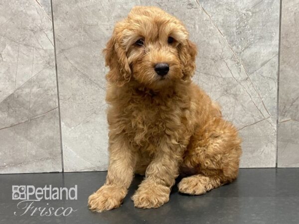 F1B Mini Goldendoodle-DOG-Male-Red-28876-Petland Frisco, Texas