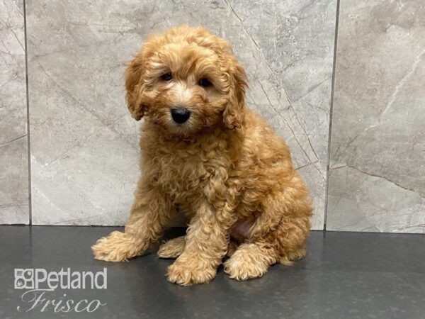 F1B Mini Goldendoodle DOG Male Red 28875 Petland Frisco, Texas