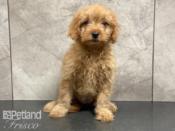 F1B Mini Goldendoodle-DOG-Female-Red-28874-Petland Frisco, Texas