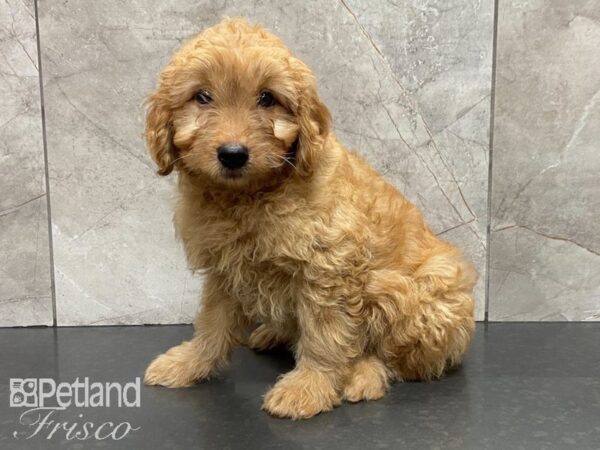 F1B Mini Goldendoodle DOG Female Red 28873 Petland Frisco, Texas