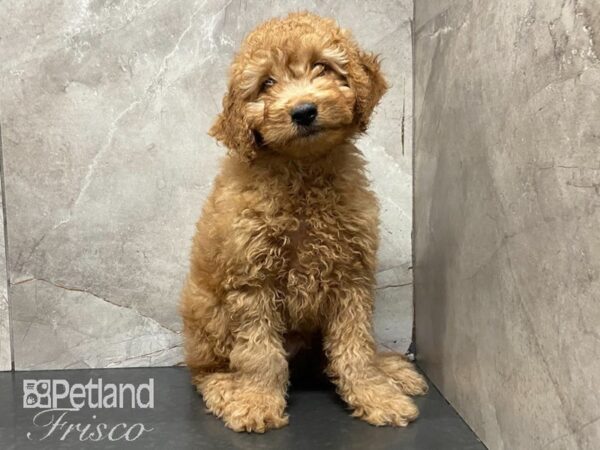 F1B Mini Goldendoodle DOG Male Red 28872 Petland Frisco, Texas