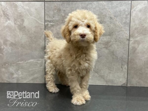 Standard Poodle DOG Female Apricot 28926 Petland Frisco, Texas