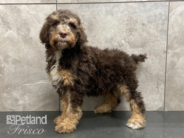 Standard Poodle DOG Male Chocolate and Tan 28925 Petland Frisco, Texas