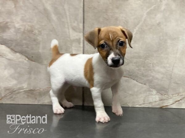 Jack Russell Terrier-DOG-Male-Brn Wht-28924-Petland Frisco, Texas