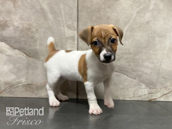 Jack Russell Terrier-DOG-Male-Brn Wht-28924-Petland Frisco & Mckinney, Texas