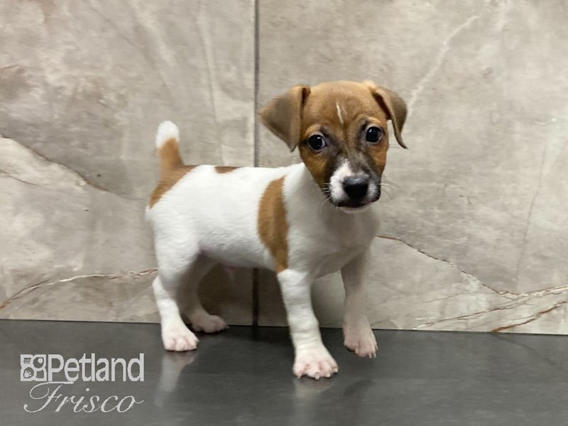 Jack Russell Terrier Dog Male Brn Wht 28924