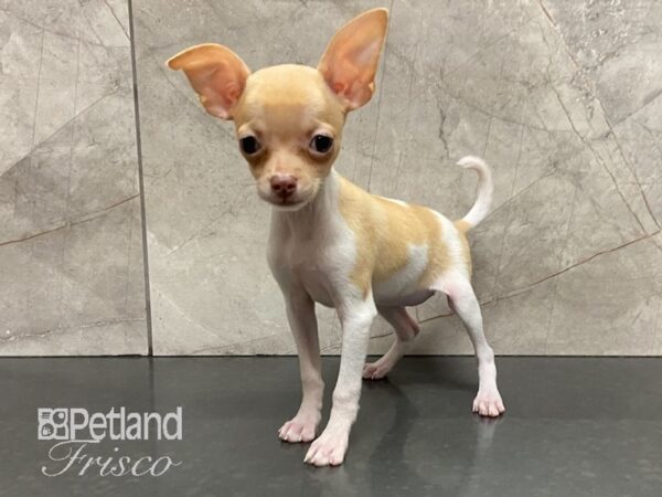 Chihuahua-DOG-Female-Wht & Fawn-28923-Petland Frisco, Texas